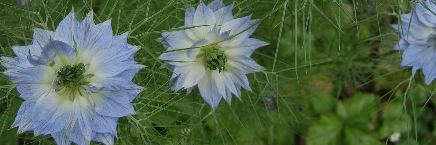 Blassblaue Blüten des Schwarzkümmels.